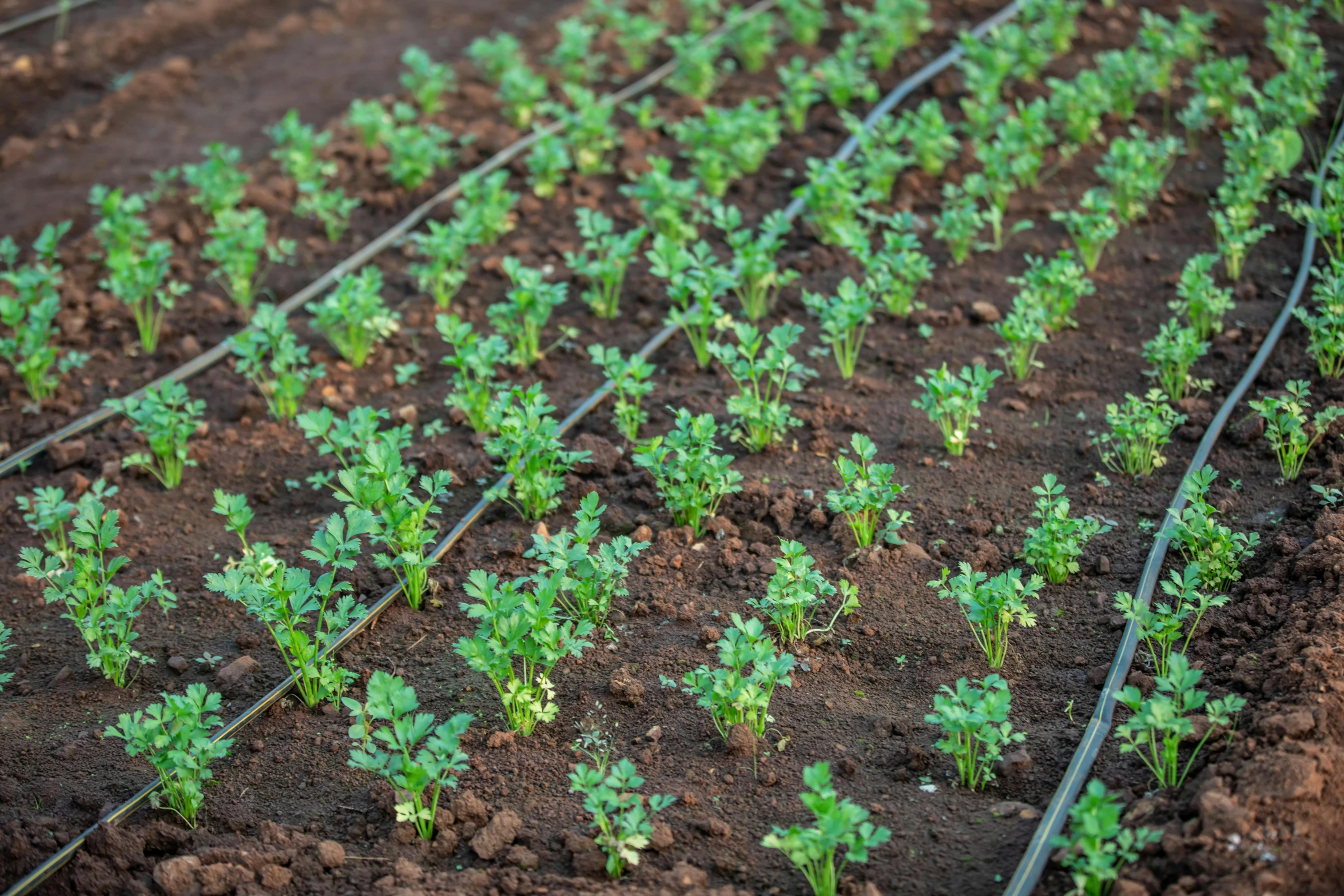 small plants sprouting through an outdoor garden