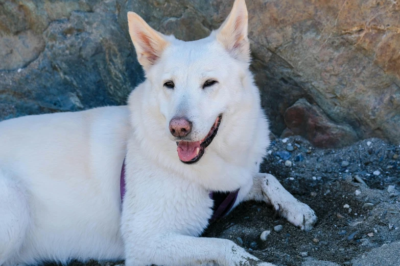 the white dog sits next to large rocks and looks up