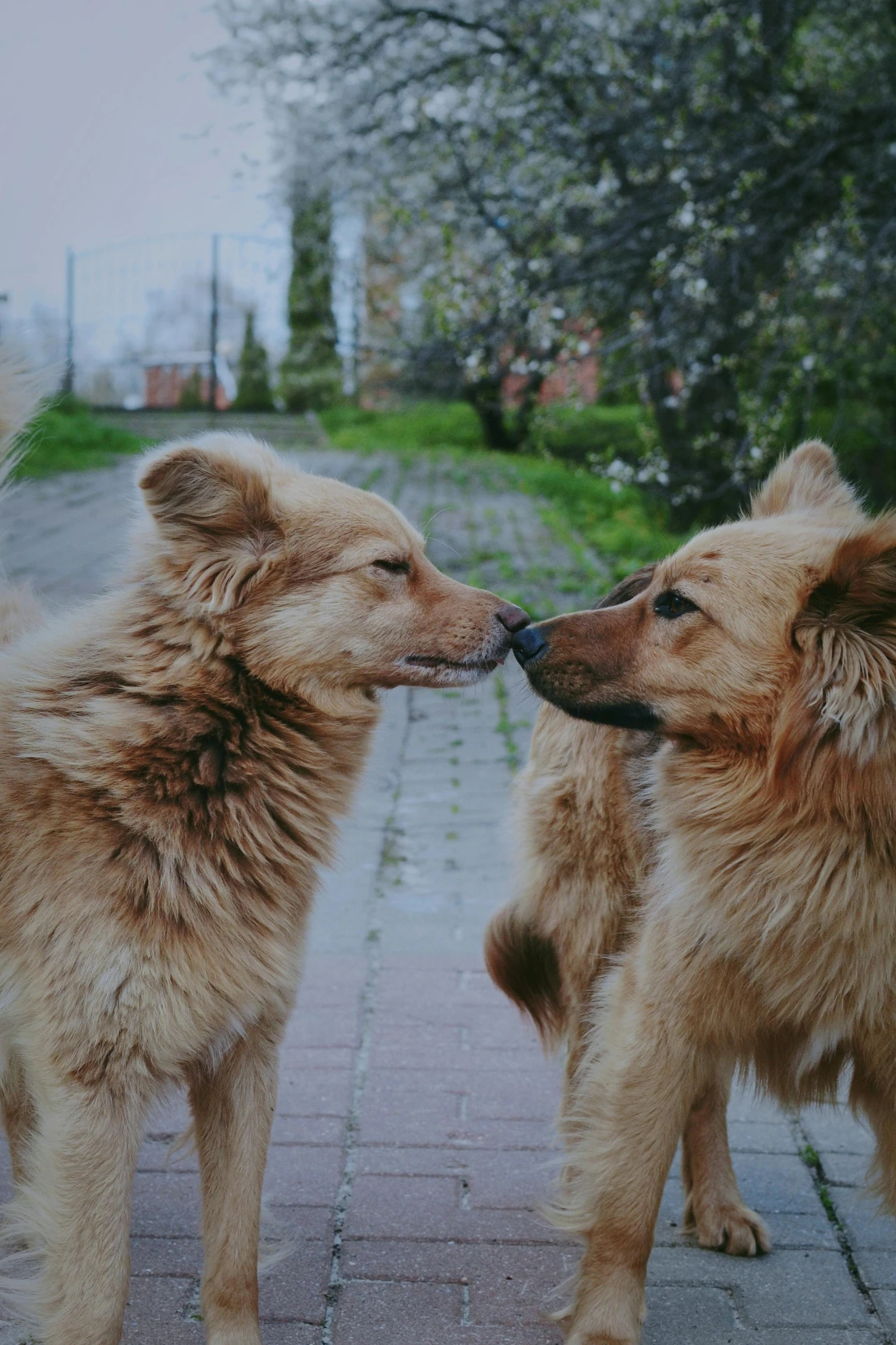 two dogs stand close to one another with their heads together