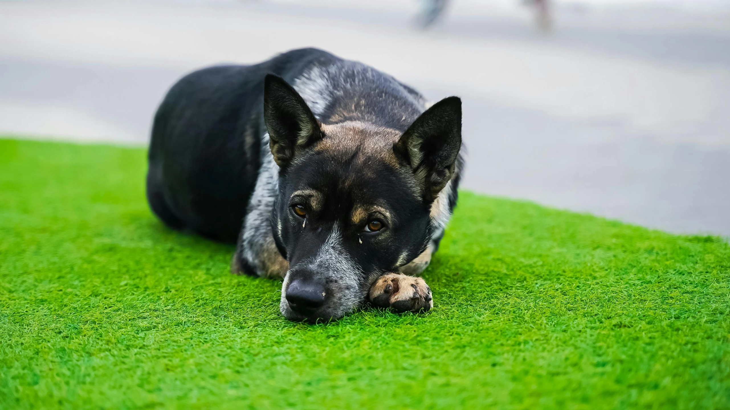 the dog laying on the green grass is relaxing