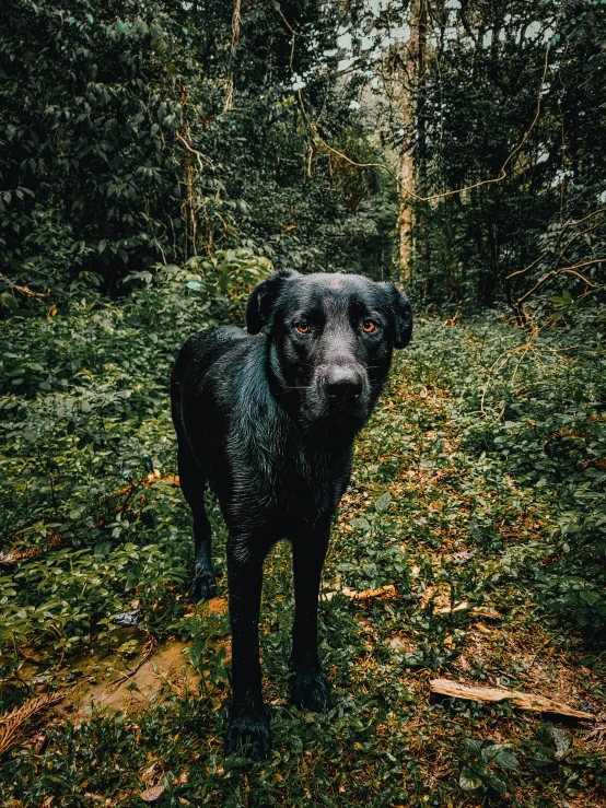 a wet dog standing in the forest