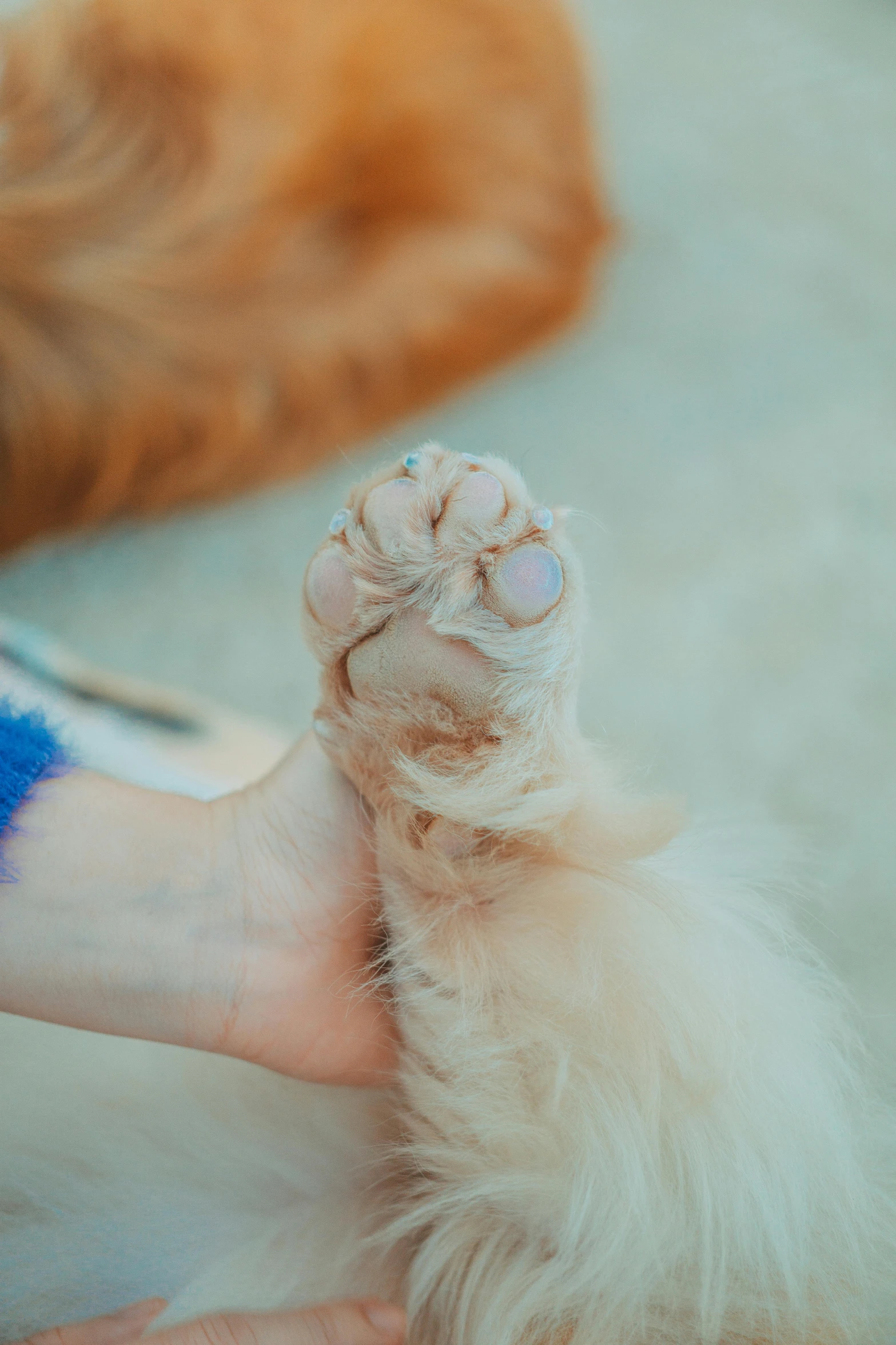 a dog paw with its owner holding up