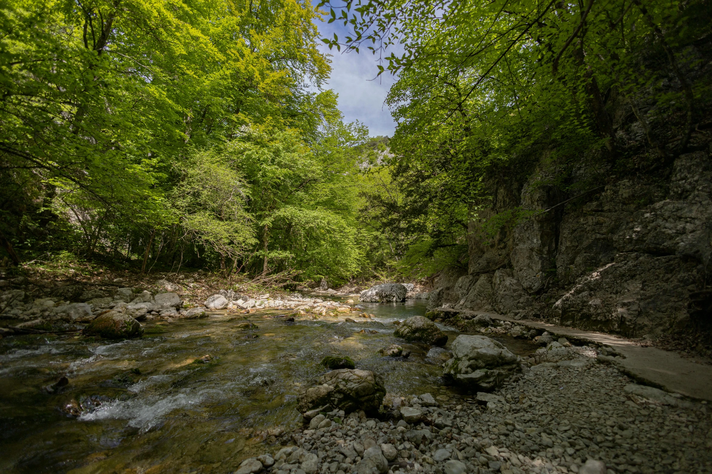 a river runs through a forest with lots of leaves