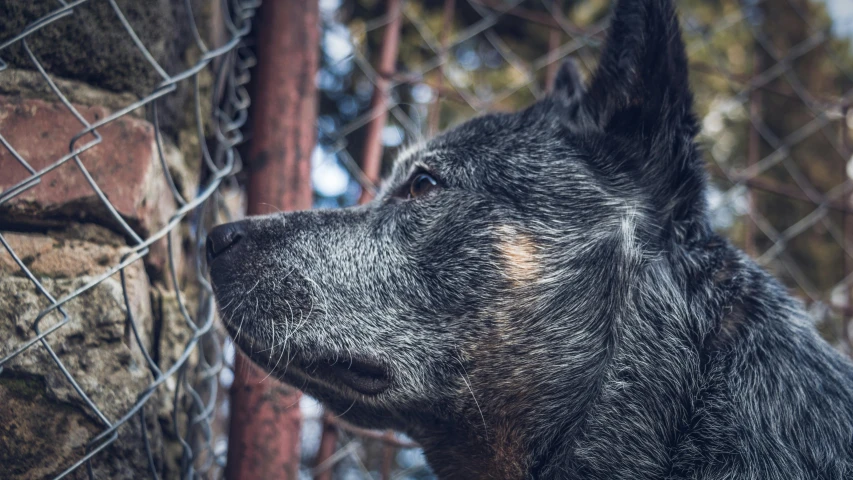 a dog standing in front of a wire fence