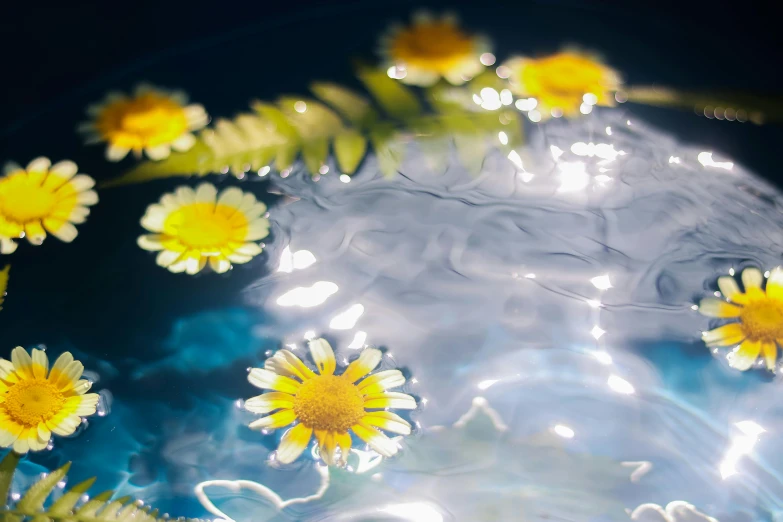 many daisies in water and some leaves are floating