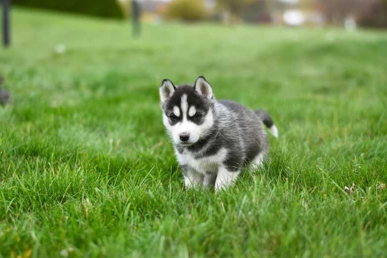 a puppy walks through the grass near a fence