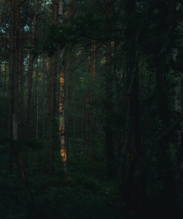 a couple of trees that are in the woods