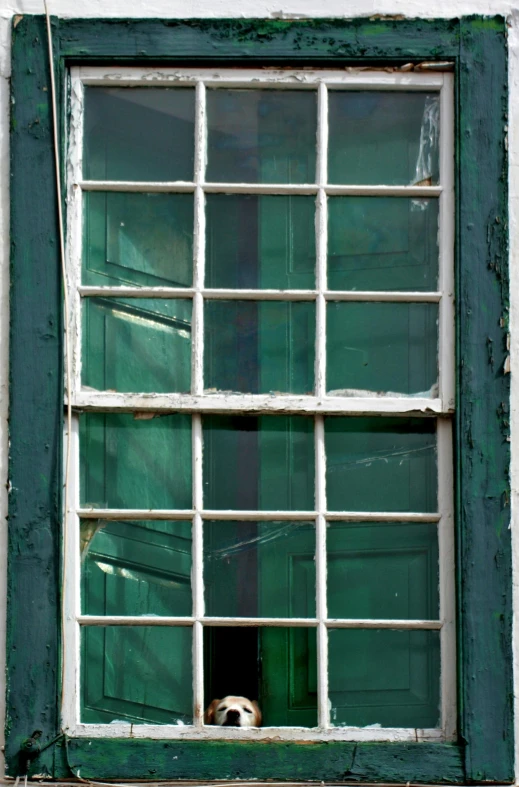 a dog is sitting in the window looking out the window