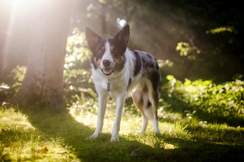 a dog that is standing in the grass