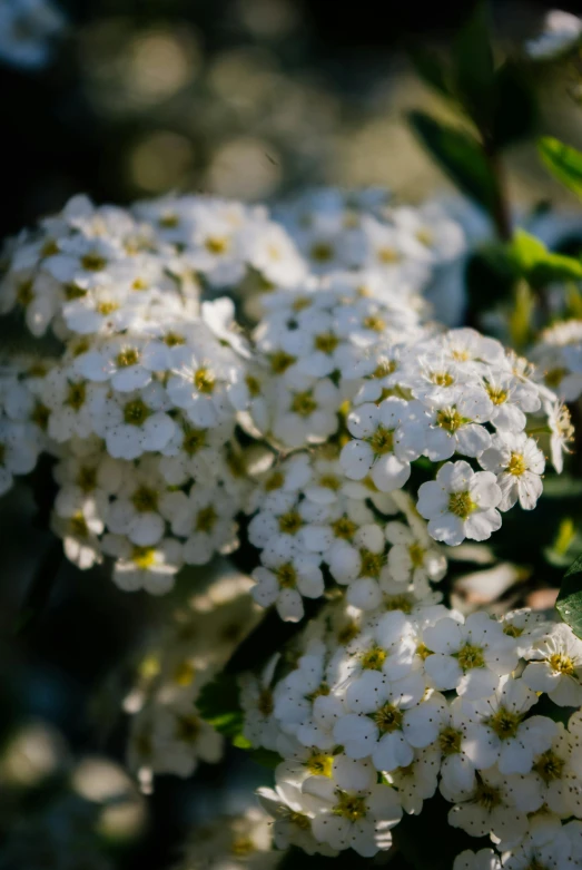 a bush of flowers is standing still with little white flowers