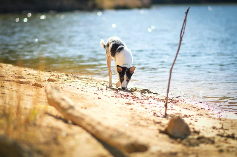 a black and white dog is drinking water from a lake