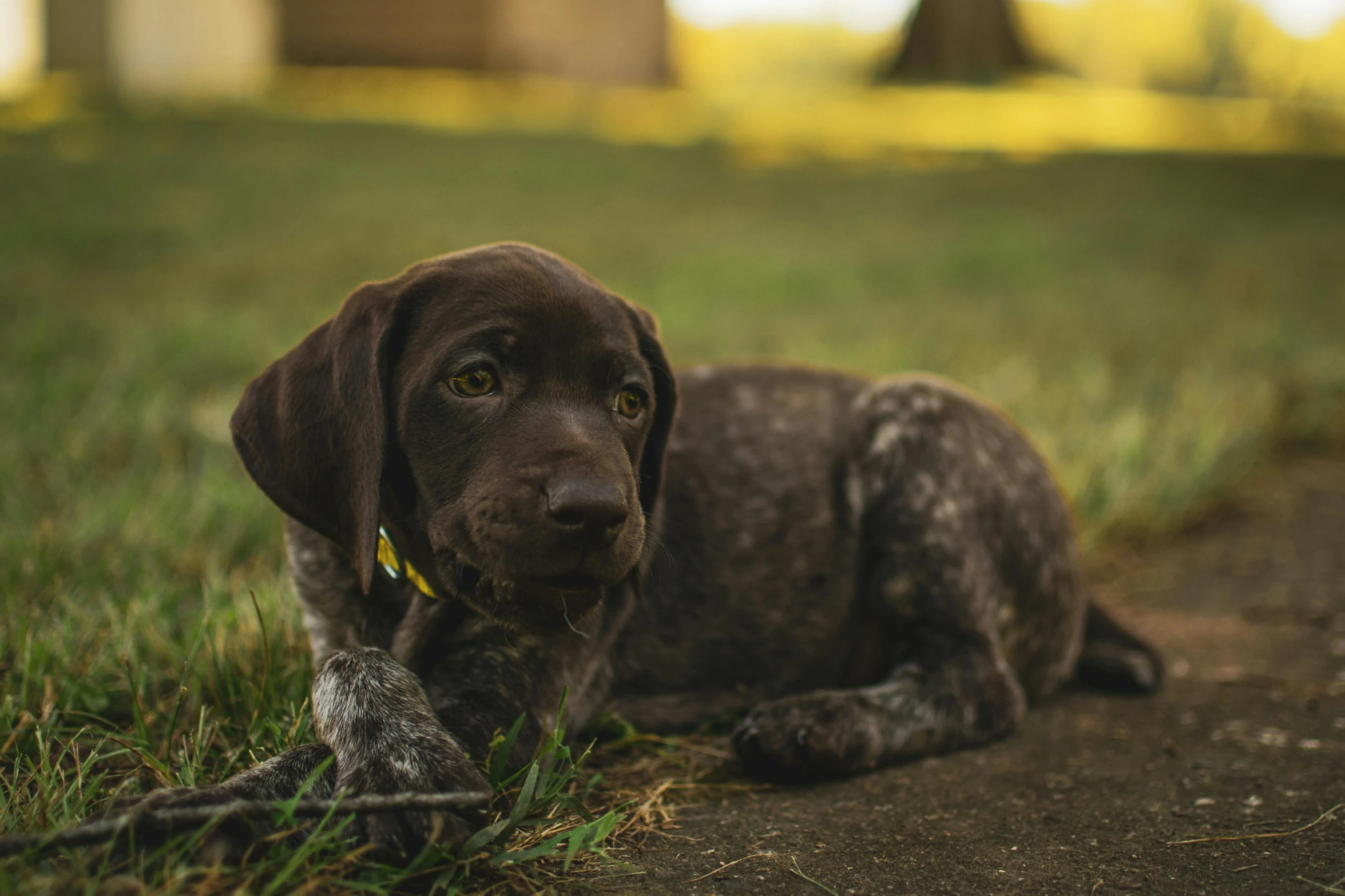 a puppy is lying in the grass on the ground