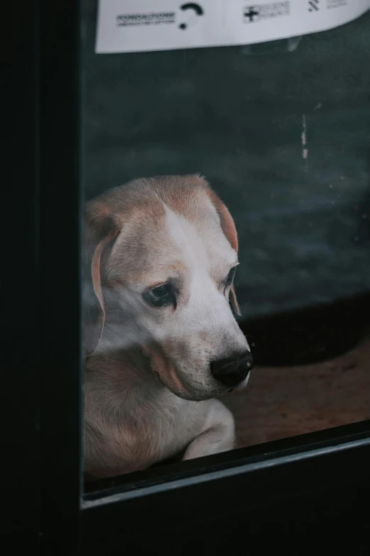 a dog rests in the corner looking out the window