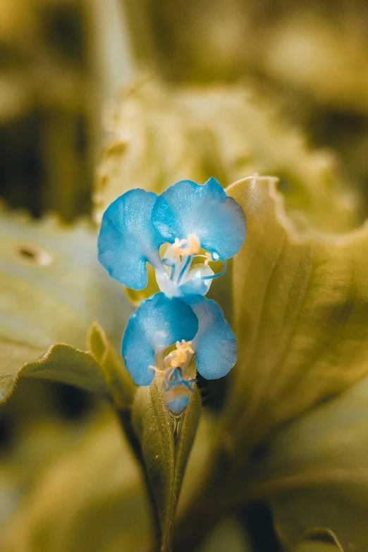 a blue flower that is on some green leaves