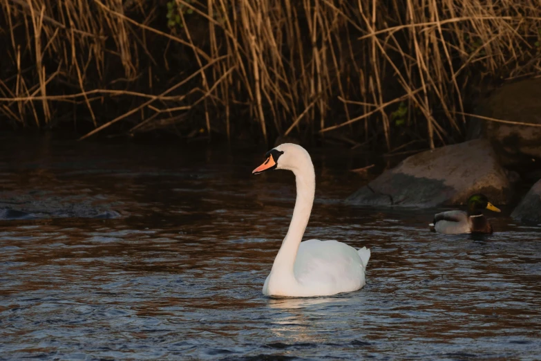 a white swan is in a body of water