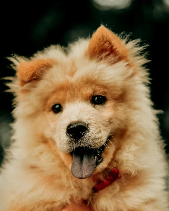 a small dog sitting with its front legs crossed