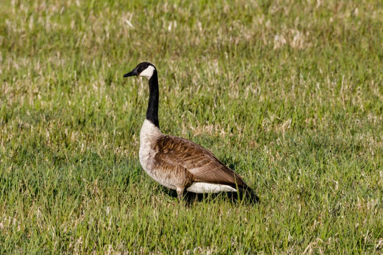 a goose standing in a grassy field of green grass