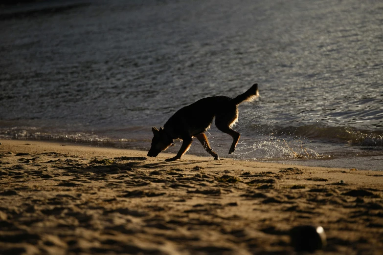 dog running along beach in late morning light