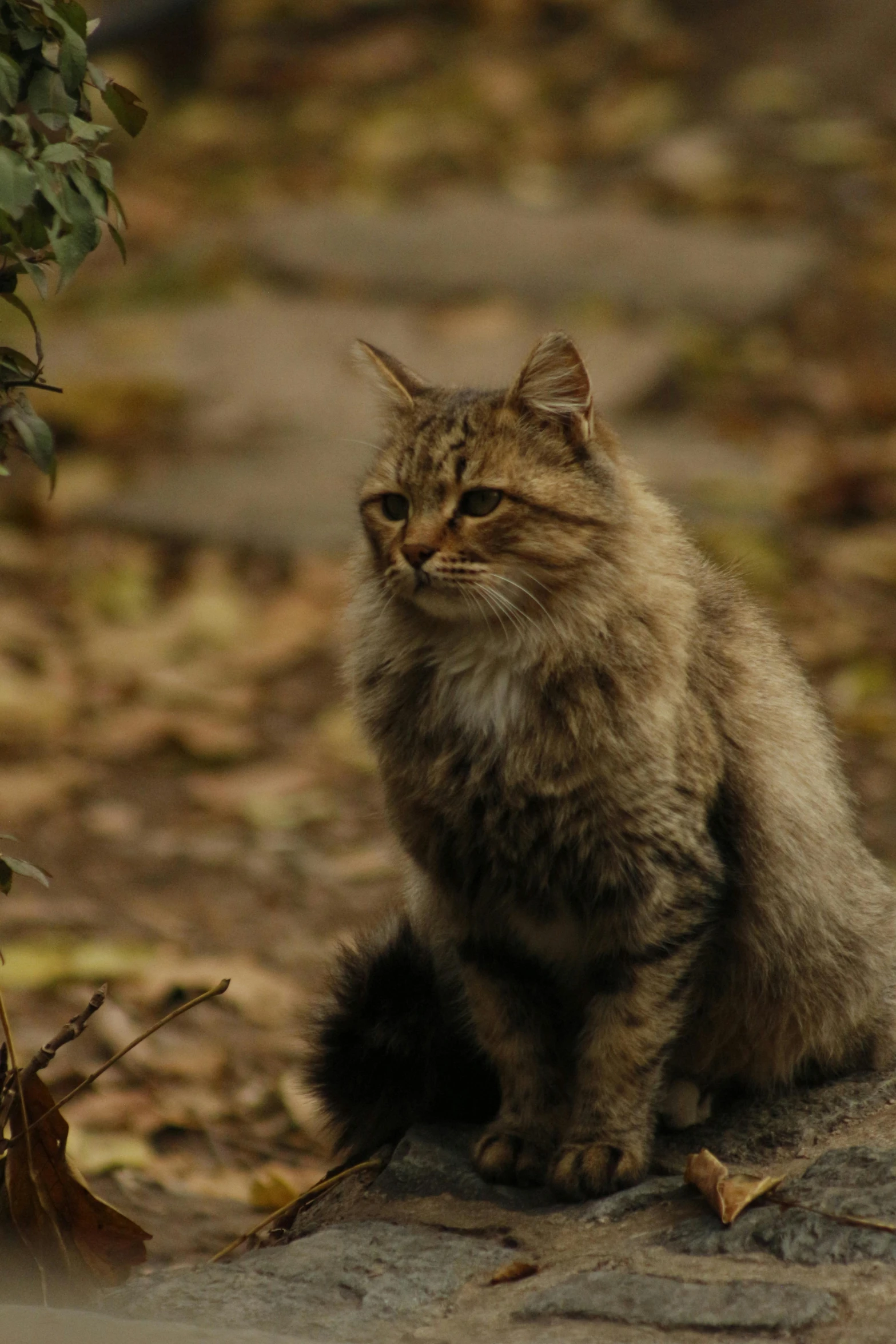 a fluffy little brown cat sitting on a rock