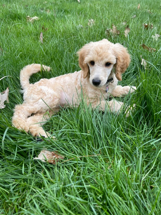 a fluffy, tan dog is laying on the grass