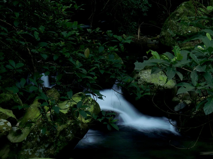 small creek in between lush green forest vegetation