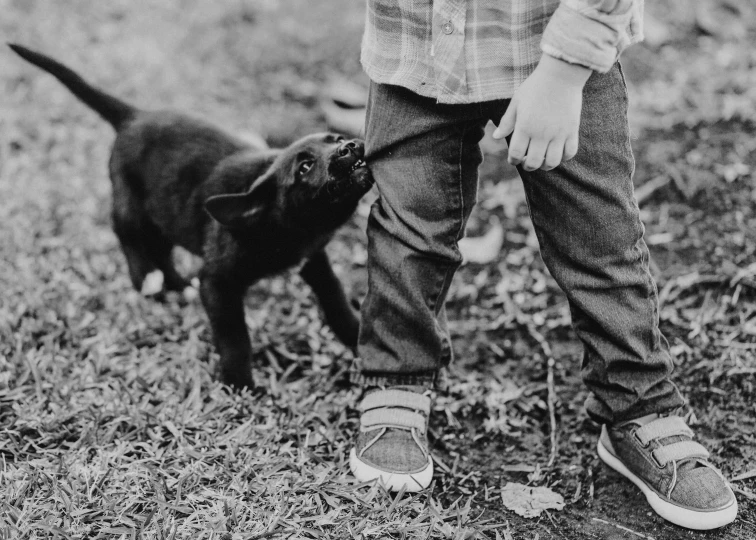 little boy holding paw up to pet a puppy