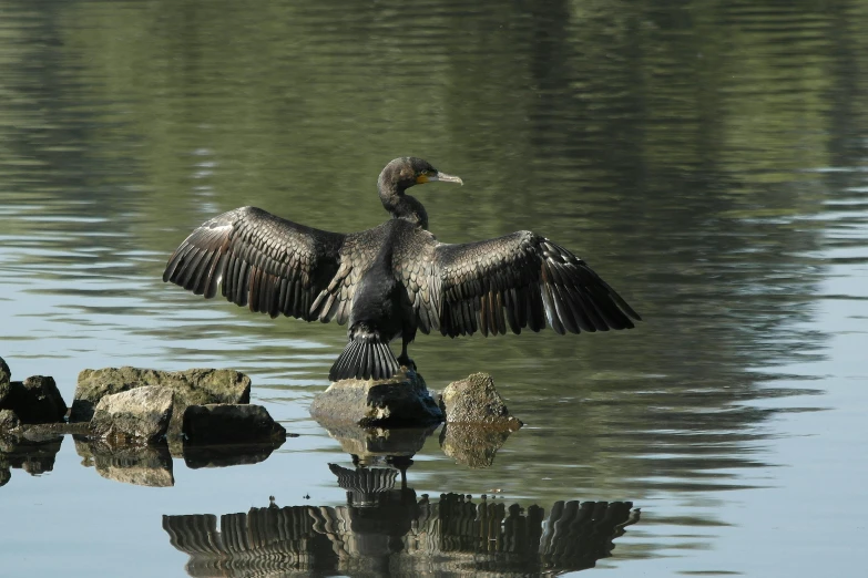 a bird with a spread out its wings sitting on some rocks