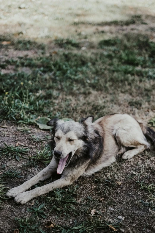 a dog laying on the ground with its tongue out