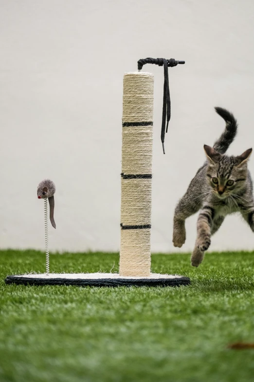 a cat jumping to catch a cat toy
