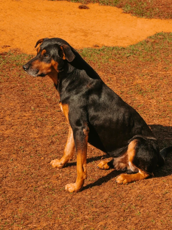 a black and brown dog sitting in the middle of the field