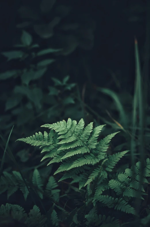 green leaves and bushes in the middle of a dark forest