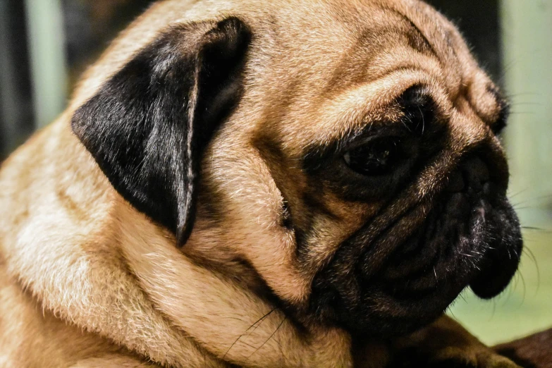 a close up s of a pug laying on a couch