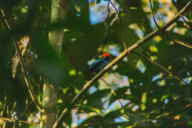 colorful bird perched on tree nch in forest