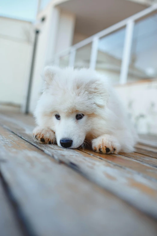 a small white dog sitting on top of a wooden floor