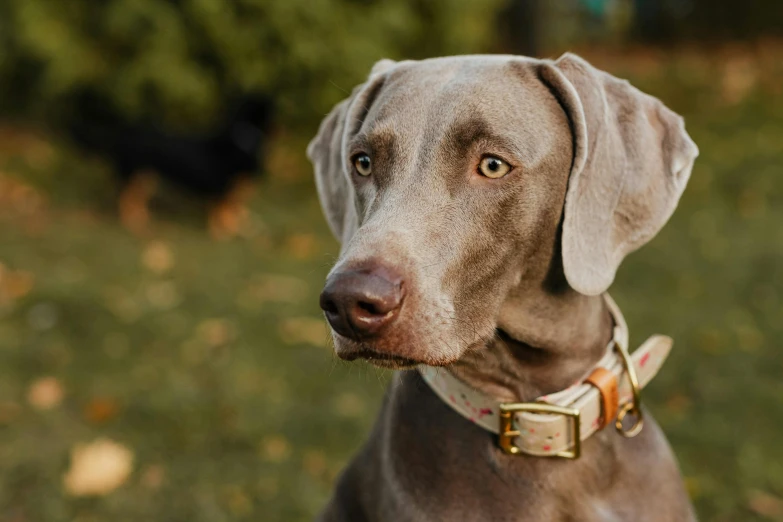 a large brown dog with a collar on his neck