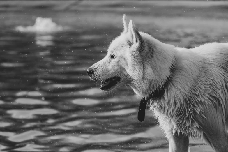 a large white dog is standing near a lake