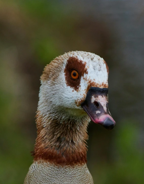 the back side of a duck with brown spots on its head