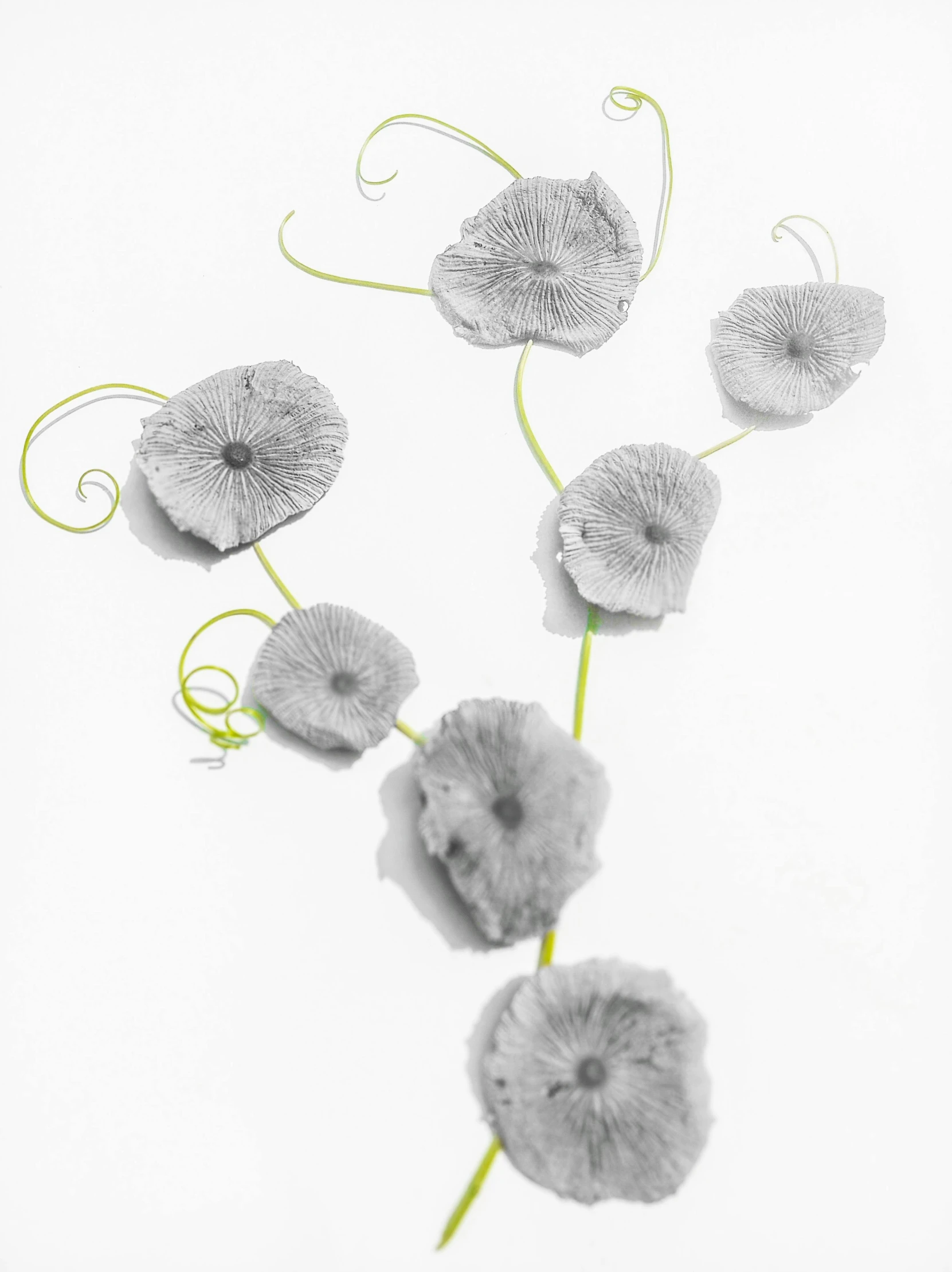 four flowers with swirls and spiral stems