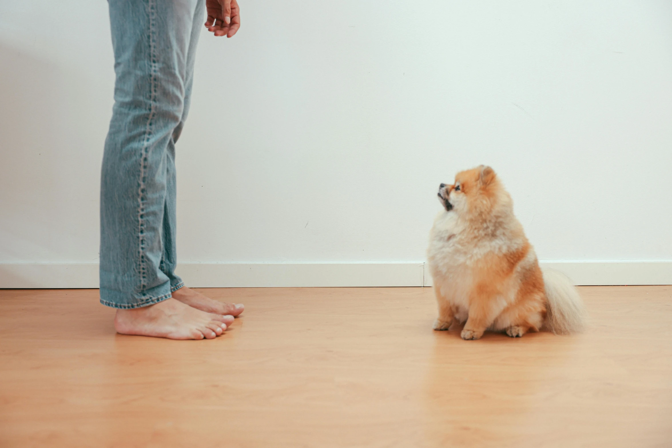 a small brown and white dog sitting next to a person