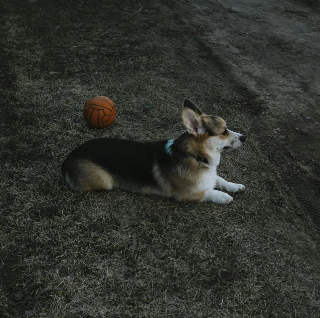 a brown and white dog laying on the ground next to a ball