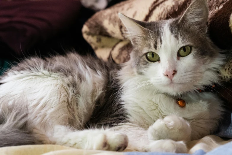 a white and gray cat sits on a blanket with a brown dog