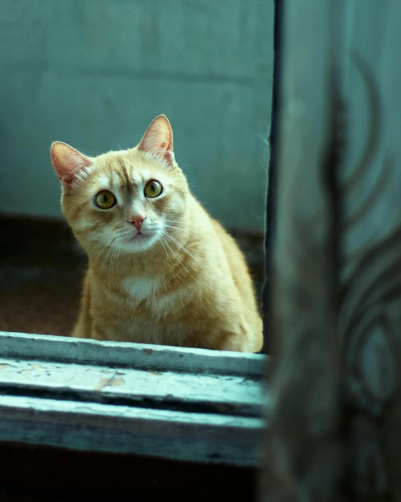 the yellow cat is looking into the mirror