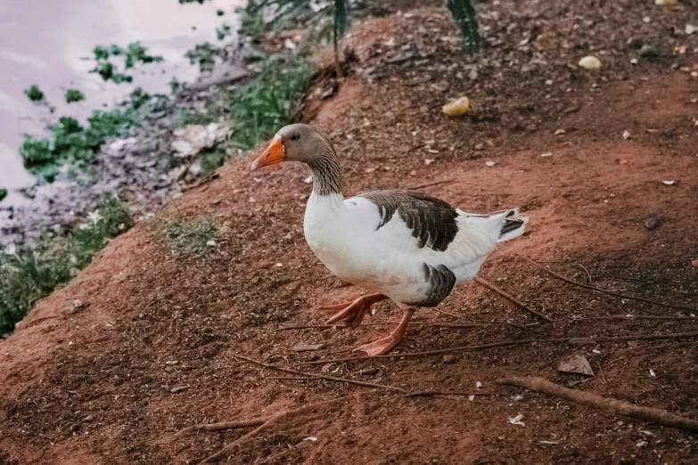the duck has an orange beak and black stripes on its face