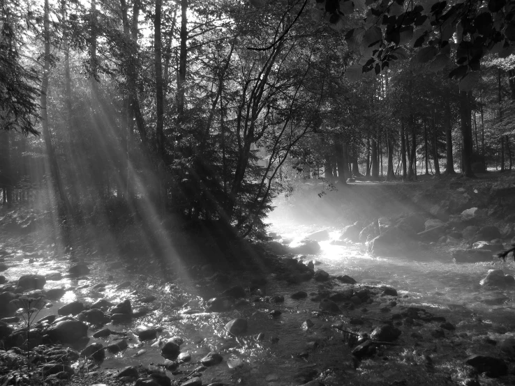 a black and white image of sunbeams in the woods