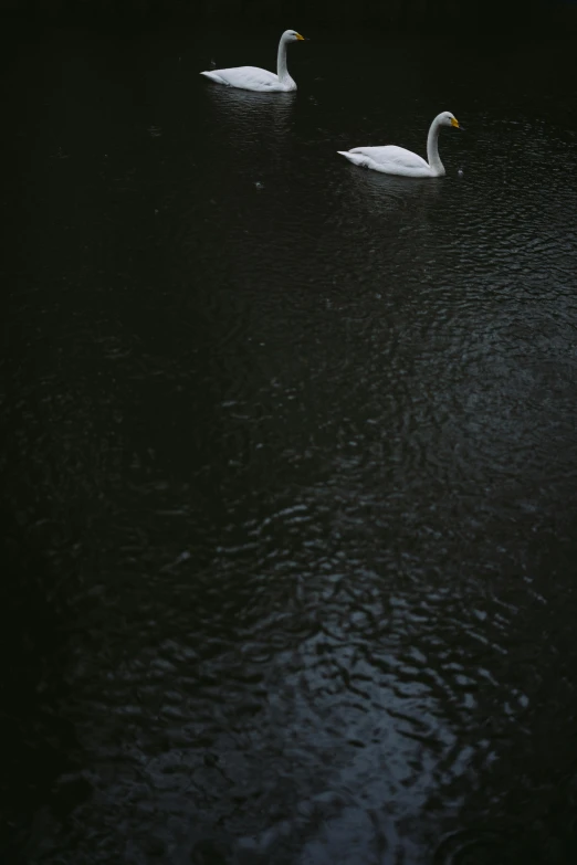 two swans swimming on the water at night