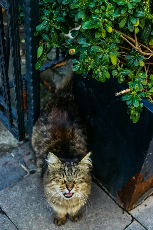 a striped cat is walking around on the sidewalk