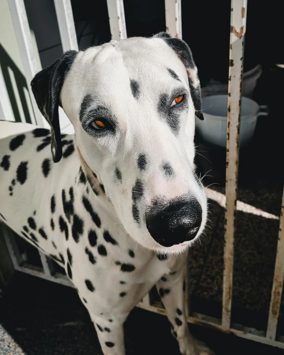 a dalmation dog with brown eyes and black spots looking directly at the camera