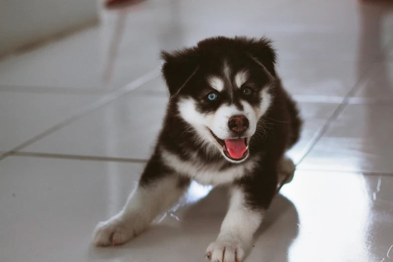 a black and white husky dog on a tile floor