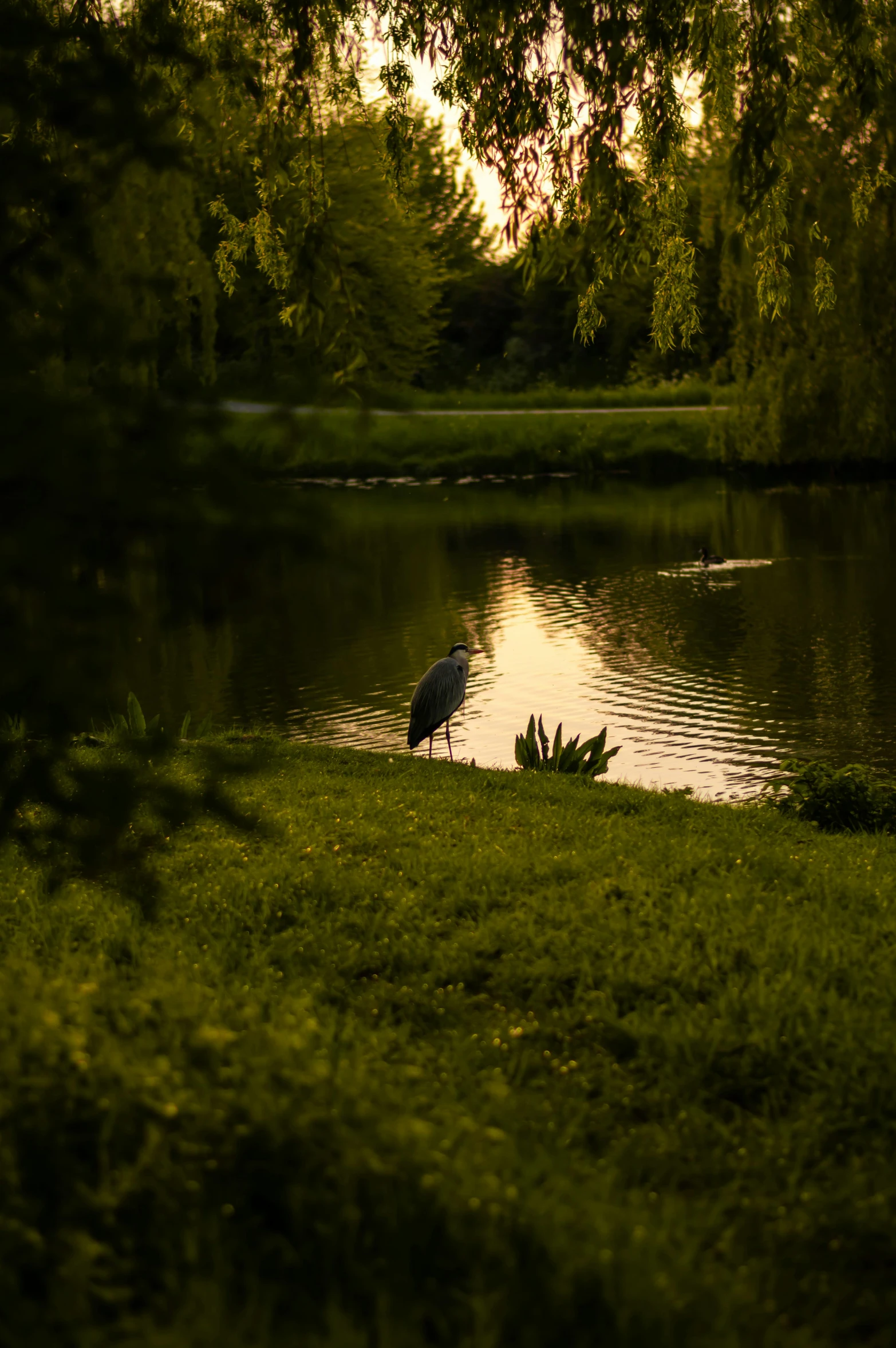 a bird sitting on the grass next to the water