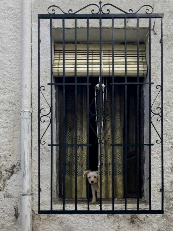 an empty window with black bars, and a cat behind it
